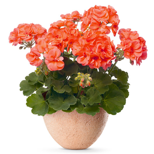 ゼラニウム　クオリティ 