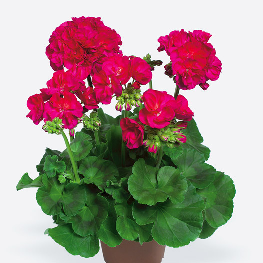 ゼラニウム　クオリティ 