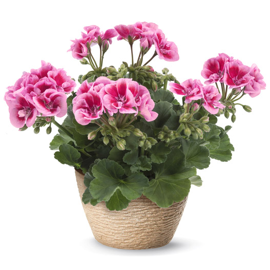 ゼラニウム　クオリティ 