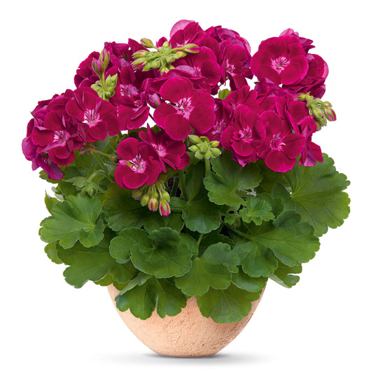 ゼラニウム　クオリティ 