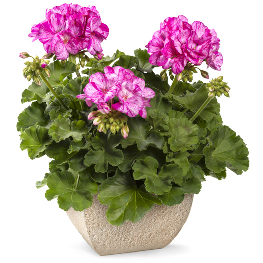 ゼラニウム　クオリティ 