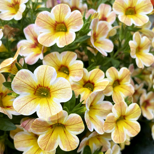 カリブラコア　セレブレーション 