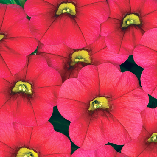 カリブラコア　セレブレーション 