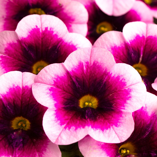 カリブラコア　セレブレーション 