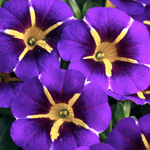 カリブラコア　セレブレーション 