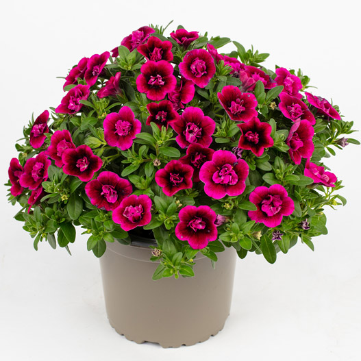 カリブラコア　カリタスティックダブル 