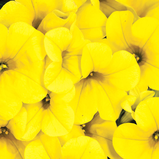 カリブラコア　カリタスティック 