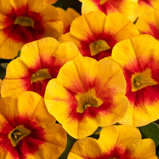 カリブラコア　カリタスティック 