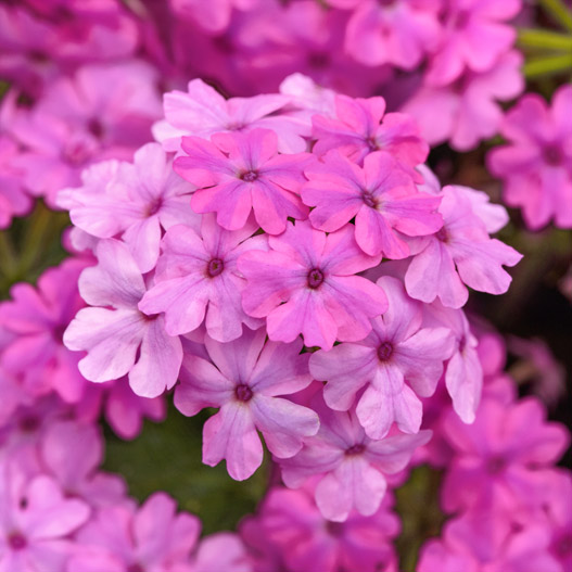 バーベナ　ファイヤーハウス 