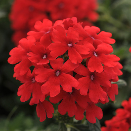 バーベナ　ファイヤーハウス 