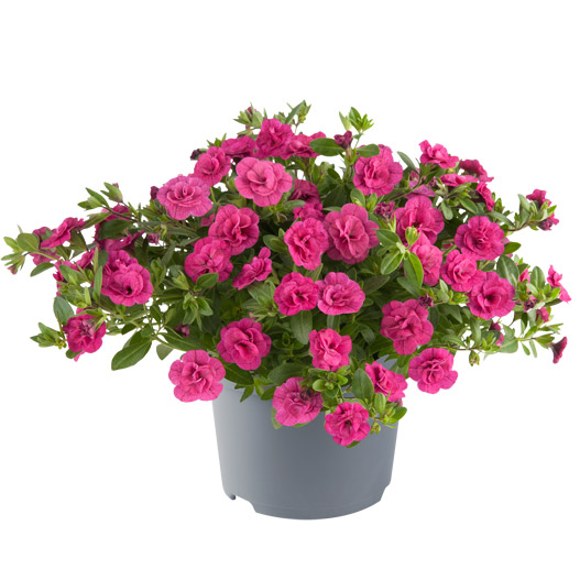 カリブラコア　ロージーズ 