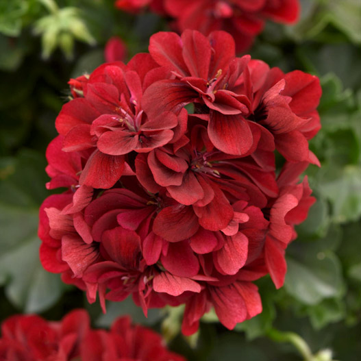 アイビーゼラニウム　フォーカス 