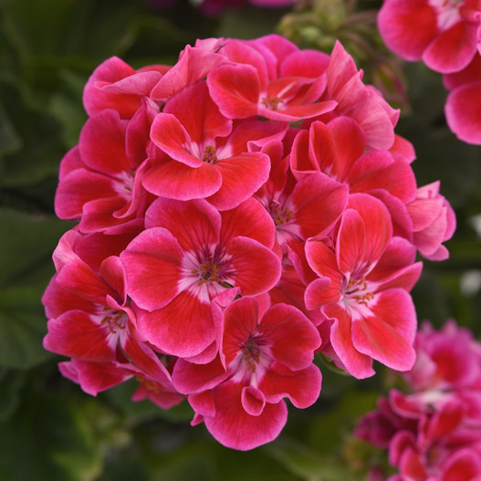 ゼラニウム　ショーケース 