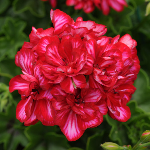 アイビーゼラニウム　カラーケード 