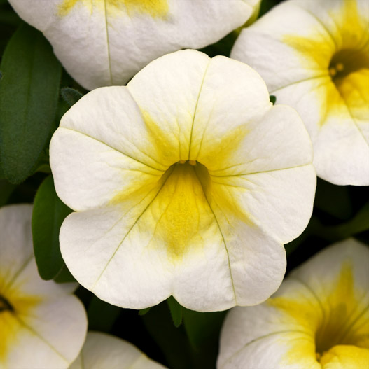 カリブラコア　チャチャ 