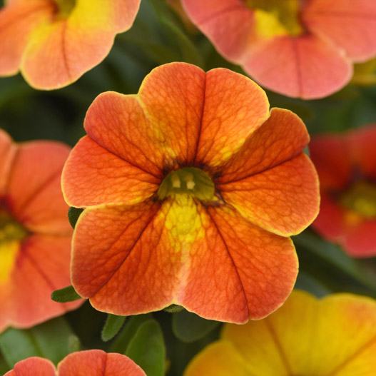 カリブラコア　サンバ 