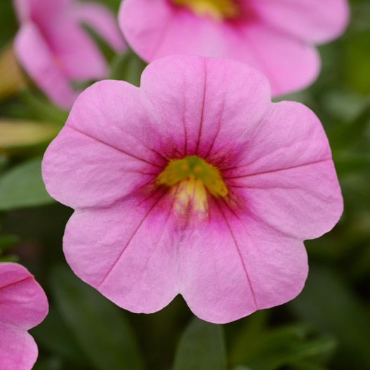 カリブラコア　サンバ 