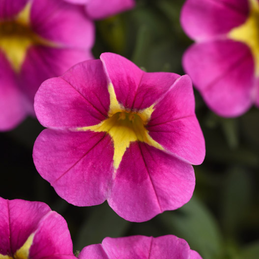 カリブラコア　サンバ 