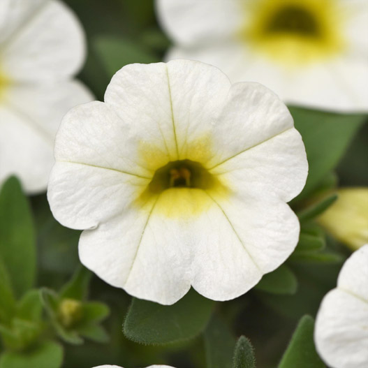 カリブラコア　サンバ 