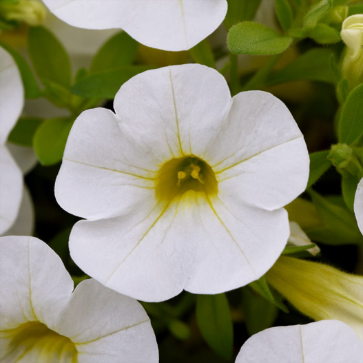 カリブラコア　シャル・ウィ・ダンス 