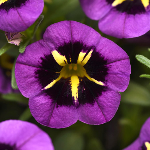 カリブラコア　シャル・ウィ・ダンス 