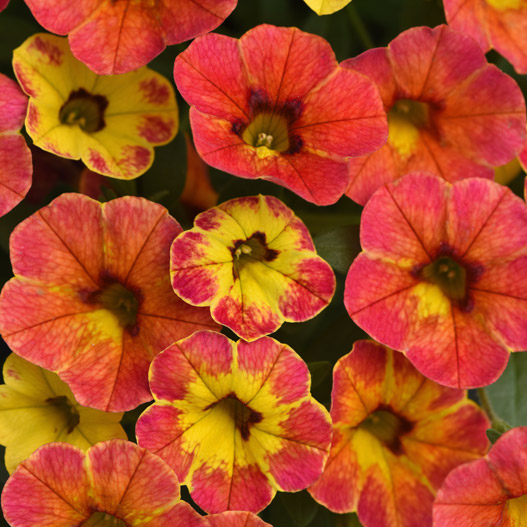 カリブラコア　シャル・ウィ・ダンス 