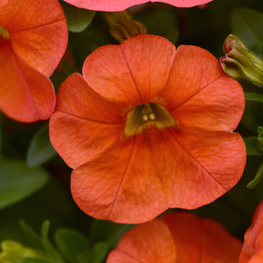 カリブラコア　シャル・ウィ・ダンス 