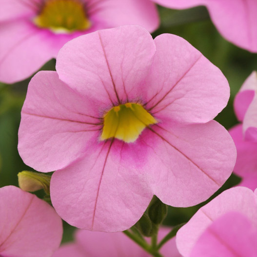 カリブラコア　シャル・ウィ・ダンス 