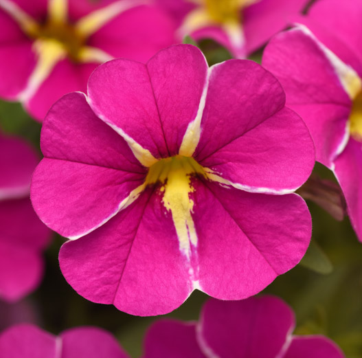 カリブラコア　シャル・ウィ・ダンス 