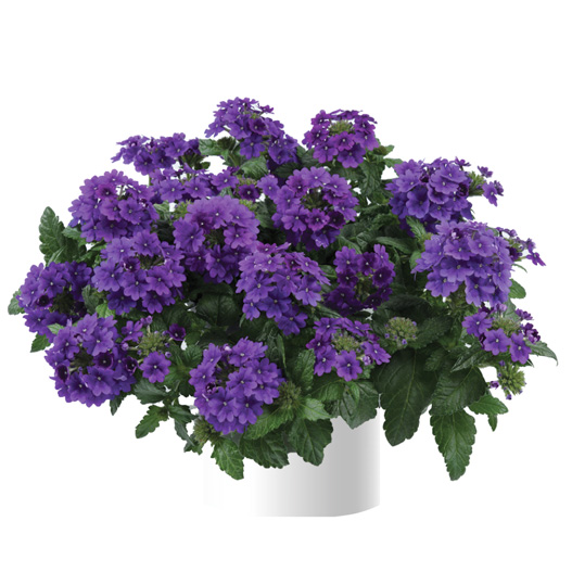 バーベナ　ヴァネッサ 