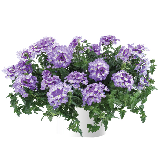 バーベナ　ヴァネッサ 