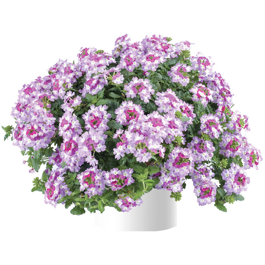 バーベナ　ヴァネッサ 