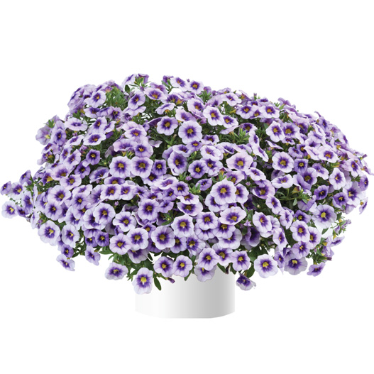 カリブラコア　アイコニック 