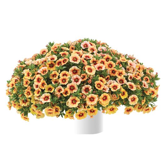 カリブラコア　アイコニック 