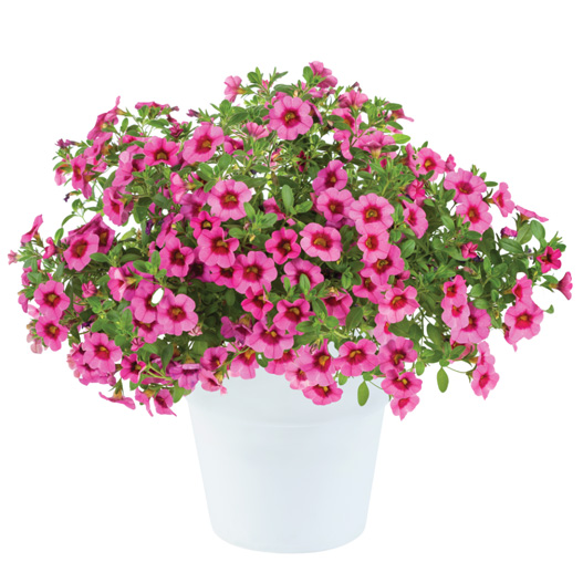 カリブラコア　アイコニック 