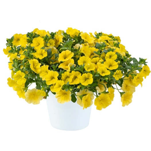 カリブラコア　リア 