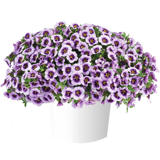 カリブラコア　リア 