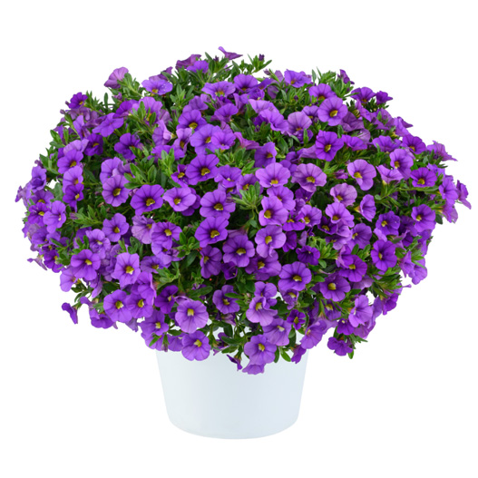 カリブラコア　リア 