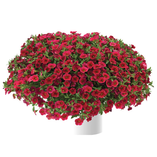 カリブラコア　リア 