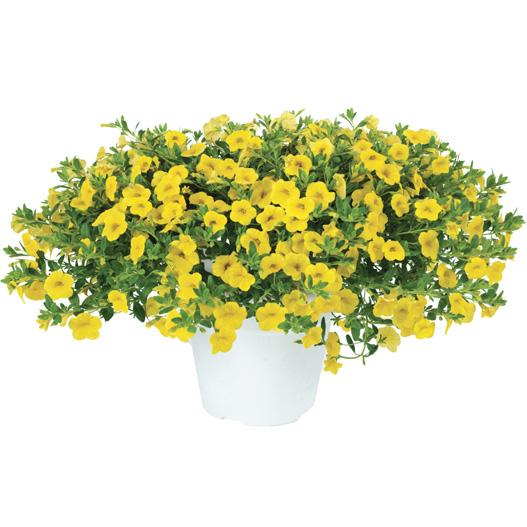 カリブラコア　ノア 