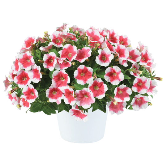 ペチュニア　カペラ 