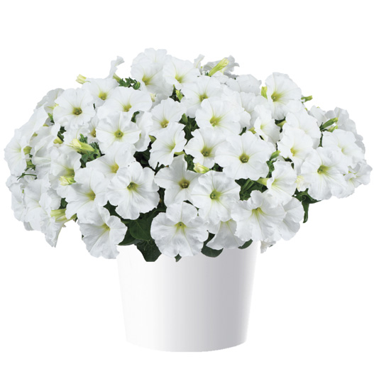 ペチュニア　カペラ 