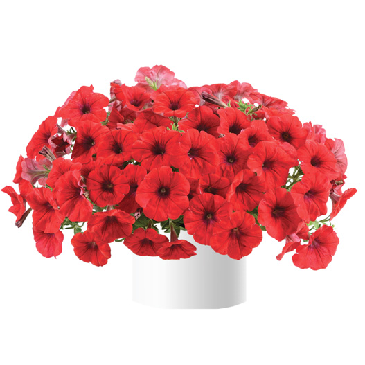 ペチュニア　カスカディアス 