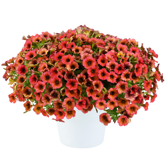 ペチュニア　カスカディアス 