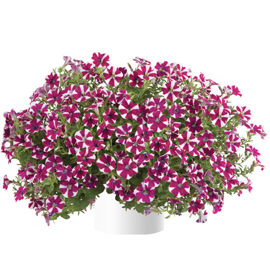 ペチュニア　カスカディアス 