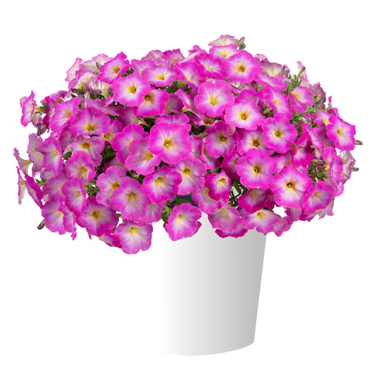 ペチュニア　カスカディアス 