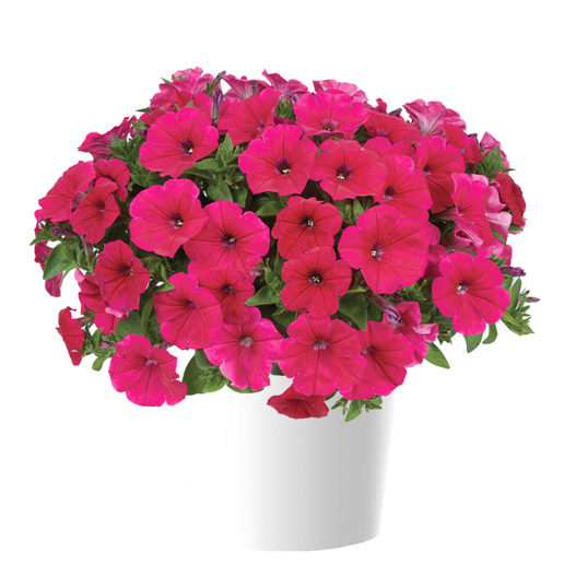 ペチュニア　カスカディアス 