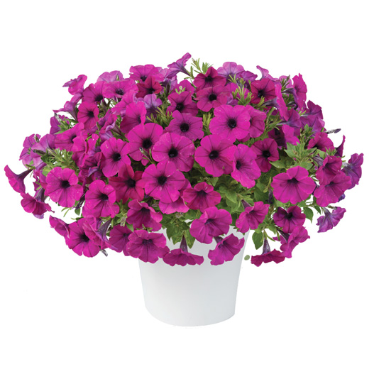 ペチュニア　カスカディアス 