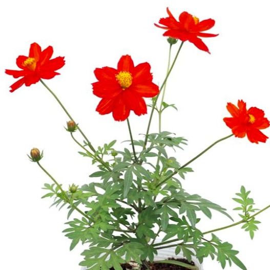 コスモス　ロード シリーズ 黄花コスモス