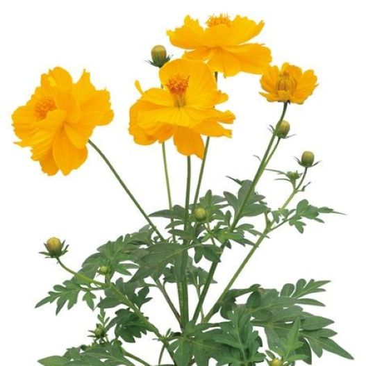 コスモス　ロード シリーズ 黄花コスモス